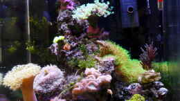 aquarium-von-nano-jojo-jojos-nano-riff_Das Becken nach etwa einem Jahr