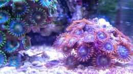 aquarium-von-nano-jojo-jojos-nano-riff_die roten Krusten wachsen aus unbekannten Gründen fast garn