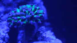 aquarium-von-nano-jojo-jojos-nano-riff_Euphyllia bei Blaulicht