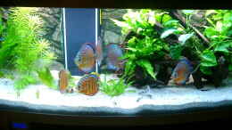 aquarium-von-altho81-becken-3074---alex-diskus-aquarium_Diskus Aquarium 13.12.09
