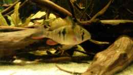 aquarium-von-markaroni-450-l-wurzelbiotop_Mikrogeophagus altispinosus sp.  Zweifleck