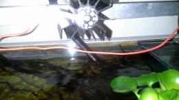 aquarium-von-markaroni-450-l-wurzelbiotop_Cree LED Platine auf Kühlkörper