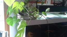 Foto mit Philodendron 