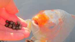 aquarium-von-lily-gartenteich_Der Koi frisst aus der Hand