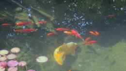 aquarium-von-lily-gartenteich_Goldfische und Koi