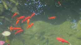 aquarium-von-lily-gartenteich_Goldfische