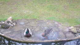 Foto mit Gäste am Teich - 2 Enten hatten sich im zeitigen Frühjahr hierher