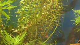 Aquarium einrichten mit rotala indica (rotundifolia)