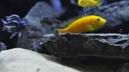 aquarium-von-dominikz-malawi-baustelle_Aulonocara stuartgranti Ngara???, 3-4cm Jungtiere 30.09.2014