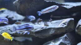 aquarium-von-dominikz-malawi-baustelle_Aulonocara stuartgranti Ngara???, 3-4cm Jungtiere und einer 