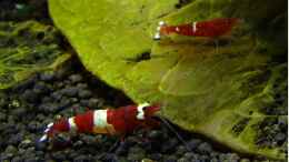 aquarium-von-ob64-becken-30779_Red Ruby