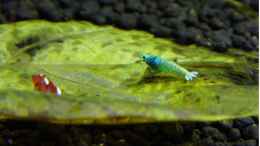 aquarium-von-ob64-becken-30779_Blue Bolt