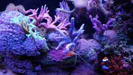 aquarium-von-tamara-sonnenberg---stuehmer-juwel-rio-180_Aquarium Hauptansicht von Juwel Rio 180