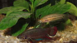 aquarium-von-thomas-ihle-naturbiotop-thailand_Kampffisch (Betta sp. wahrscheinlich imbellis) Paar