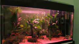 aquarium-von-thomas-ihle-naturbiotop-thailand_Becken nach 2 Wochen