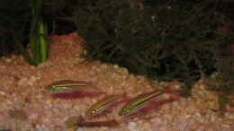 Foto mit Rotschwanzbärbling (Rasbora borapetensis)