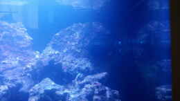 aquarium-von-dirk-simons-dirk039-s-sera-cube-marin_Strömungspumpe Tunze 6025
