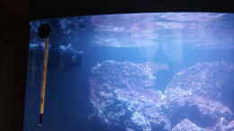 aquarium-von-dirk-simons-dirk039-s-sera-cube-marin_Jeabo WP10 Wavemaker
