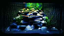 aquarium-von-daniel-kastner-just-another-malawi-tank_Frontansicht mit neuer Beleuchtung