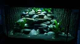 aquarium-von-daniel-kastner-just-another-malawi-tank_Frontansicht mit reduzierter Beleuchtung