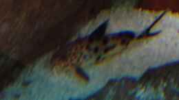 Aquarium einrichten mit  Synodontis multipunctatus