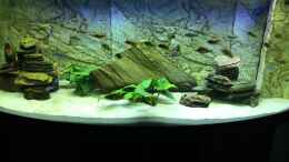 aquarium-von-niko-groeters-tanganjika-malawi-mix_