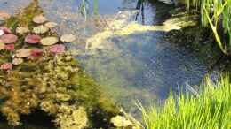 aquarium-von-sambia-neulich-im-ruhrpott----_15.05.15 Algenblüte durch eingeschwemmten Rasendünger vom 