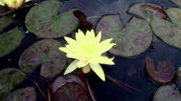 Foto mit blühende gelbe Seerose