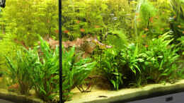 aquarium-von-inge-funky--funky_Dschungel