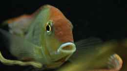 aquarium-von-thomas-s-h-suedamerikabiotop-aufgeloest_Geophagus Red Head
