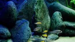 aquarium-von-rene-bln-malawi-jugendzimmer_2 junge Aulo Ws mit 4 kleinen Yellows