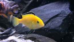 aquarium-von-flo87-kleines-heim_3 x Eigene Nachzuchten Yellows