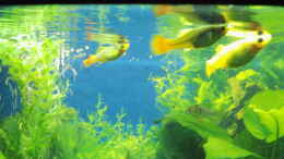 aquarium-von-aqua-david-mein-erstes-becken_Papageinplatygruppe