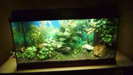 aquarium-von-aqua-david-mein-erstes-becken_ das AQ in seiner ganzen Schönheit