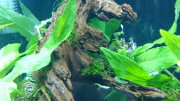 aquarium-von-jahira-little-bettas-paradise_Mangerovenwurzel (zum Teil mit Javamoos)