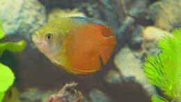 aquarium-von-atinun-becken-30874_Zwergfadenfisch (männchen) 