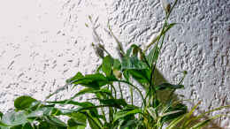 Foto mit Einblatt,Grünlilie und Efeutute