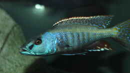 aquarium-von-lemans-mazinzi-reef_Champsochromis	 spilorhynchus  