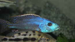 Foto mit 					 Nimbochromis	 fuscotaeniatus