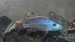 Foto mit 					 Nimbochromis	 fuscotaeniatus