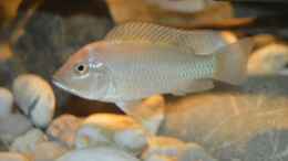 aquarium-von-david-breuers-kongo-river_Ctenochromis Polli F1 male