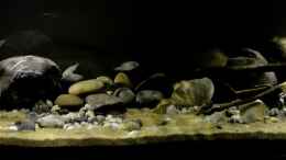aquarium-von-david-breuers-kongo-river_Neue Beleuchtung 