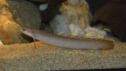 aquarium-von-david-breuers-kongo-river_Polypterus Senegalus