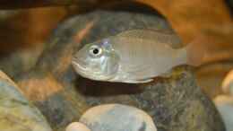 aquarium-von-david-breuers-kongo-river_Ctenochromis Polli F1 weibchen mit Eiern im Maul