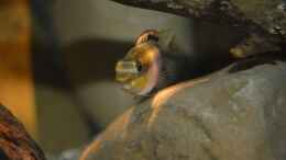 aquarium-von-david-breuers-kongo-river_Pelvicachromis Pulcher female