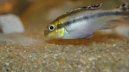 Aquarium einrichten mit Pelvicachromis Pulcher female