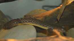 Aquarium einrichten mit Polypterus Teugelsi