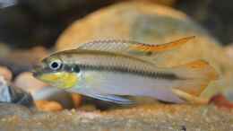 Foto mit Pelvicachromis Pulcher male