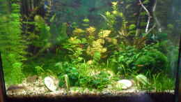aquarium-von-kleines-becken-mini-becken_
