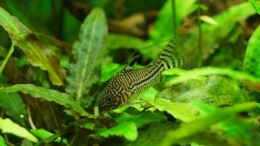 aquarium-von-guido-seifert-lido-120_Corydoras julii